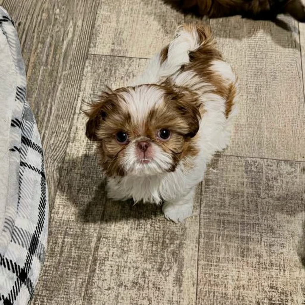 Gallery image 2 of Maggie