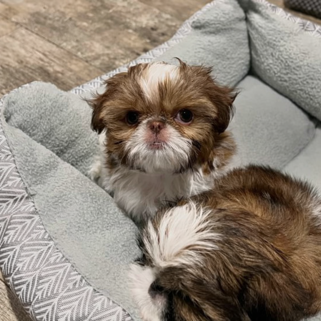 Gallery image 3 of Maggie