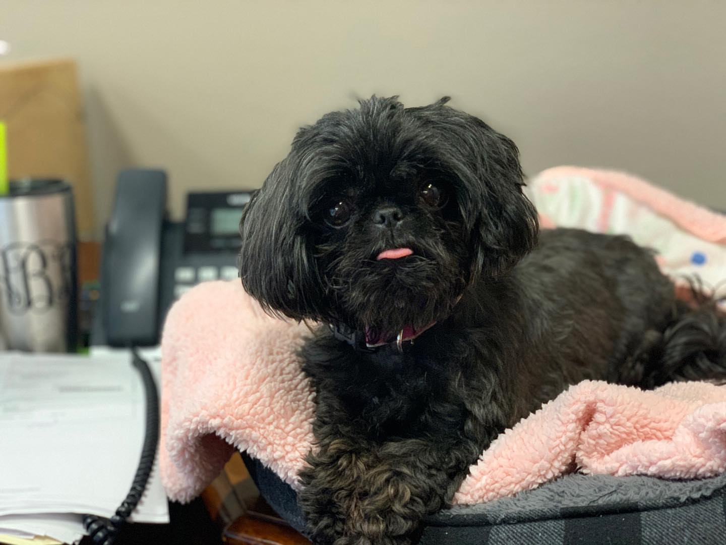 Gallery image 6 of Gabby