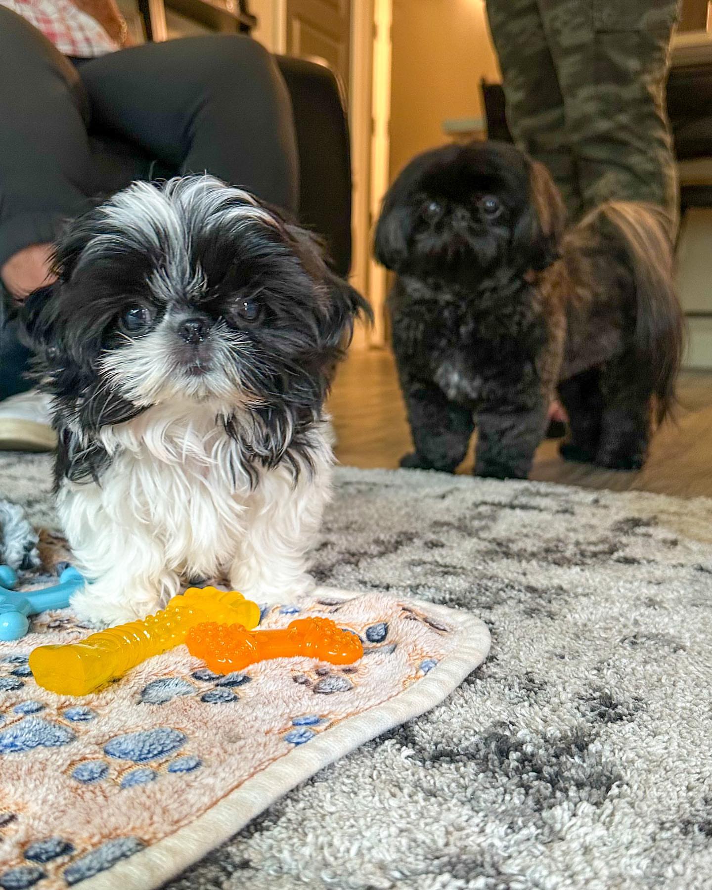 Gallery image 3 of Lizzy