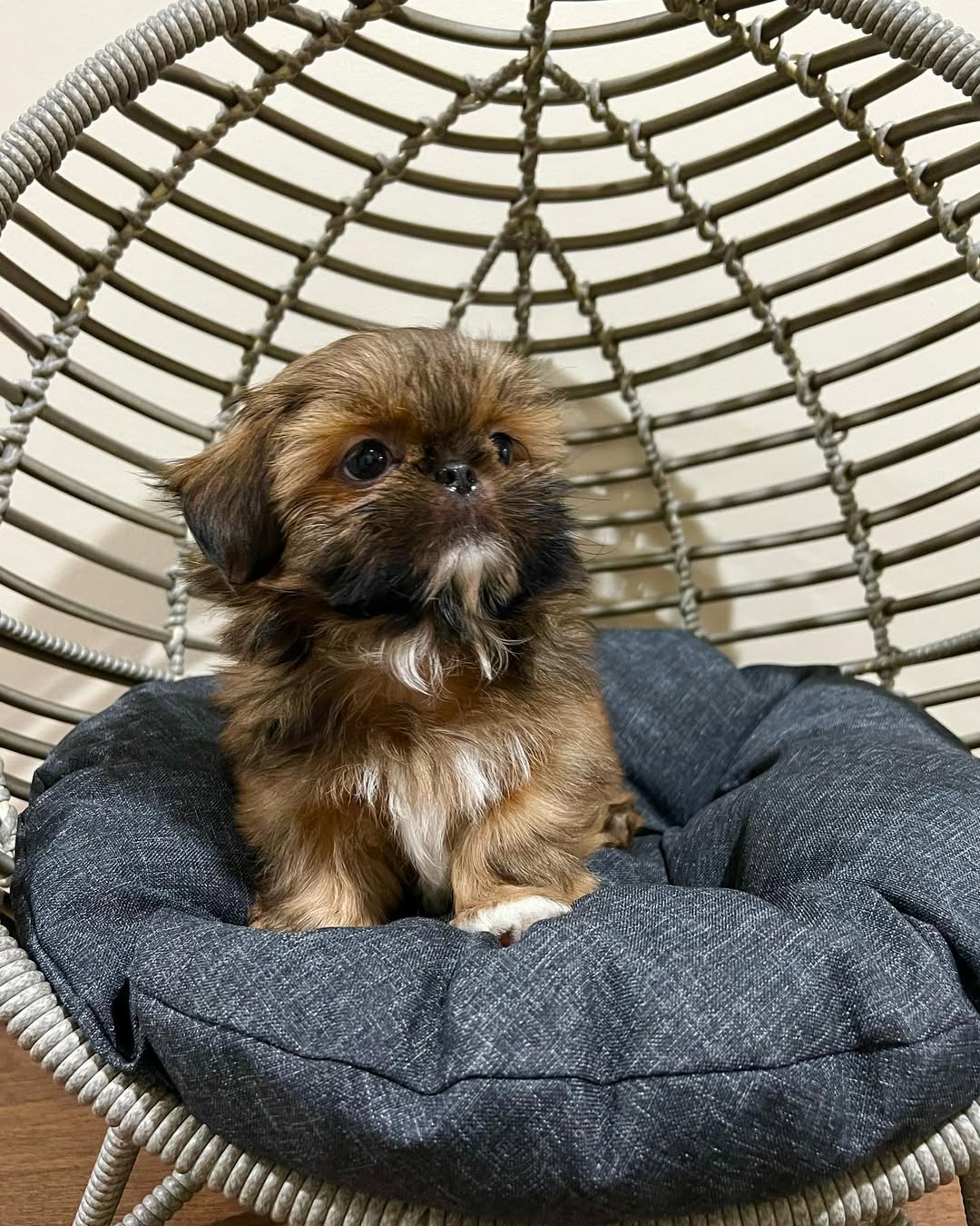 Gallery image 2 of Milo