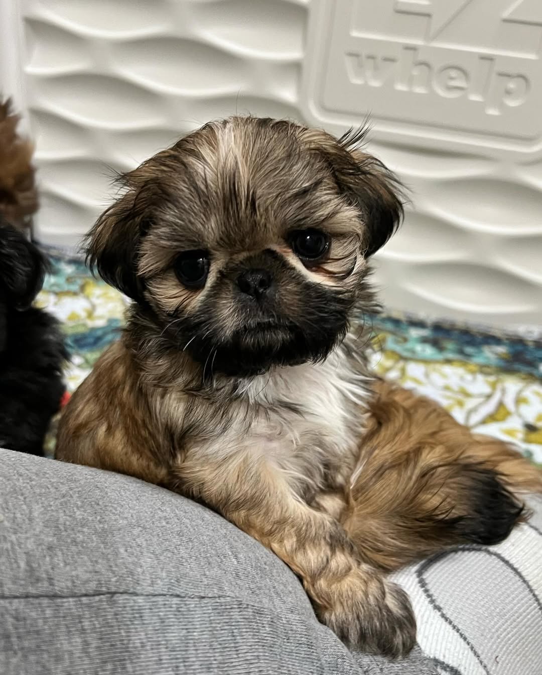 Gallery image 1 of Sophie