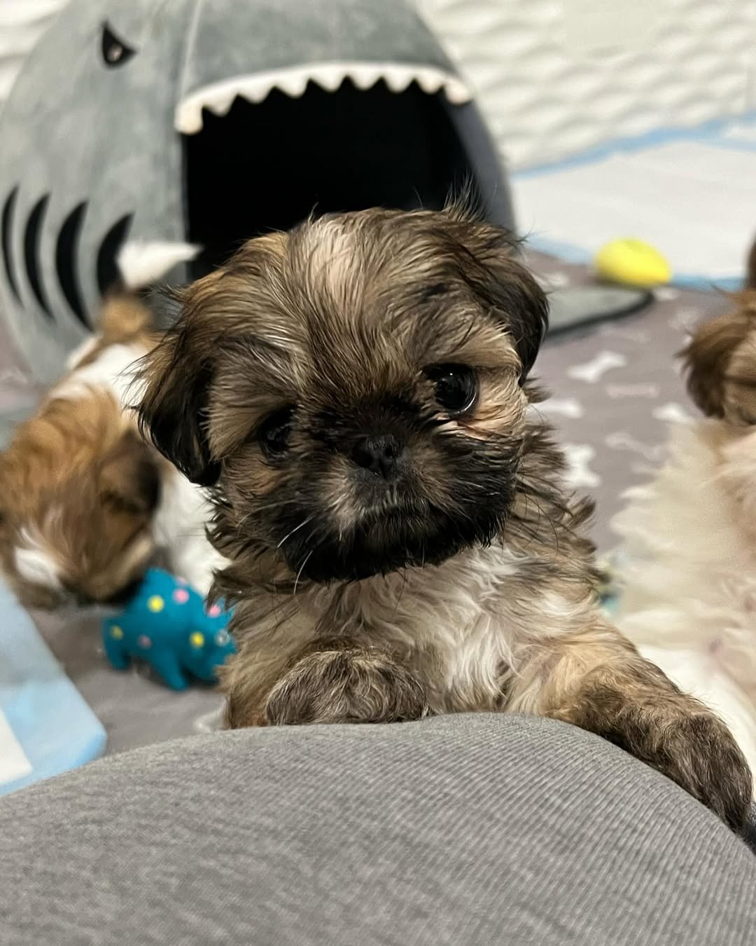 Gallery image 2 of Sophie