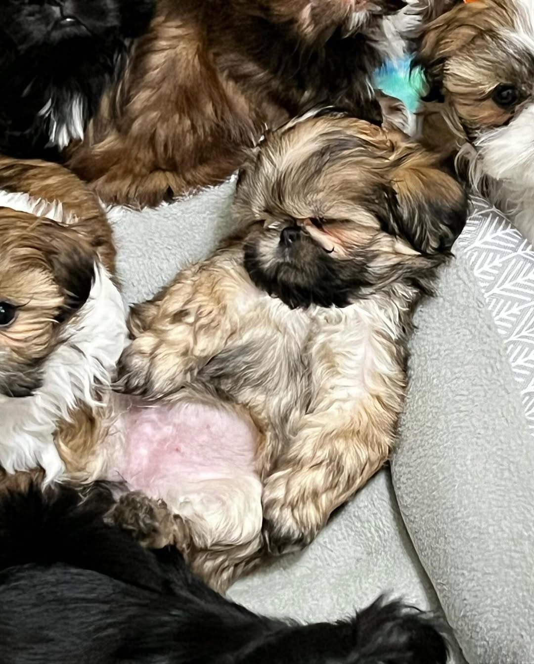 Gallery image 5 of Sophie